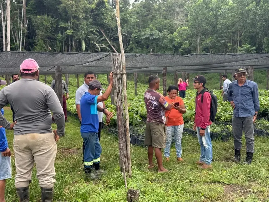 Amapá Cacau: Programa leva desenvolvimento e renda para produtores de Serra do Navio