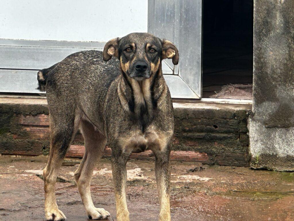 Adote um amigo: campanha em Santana incentiva a adoção responsável de animais