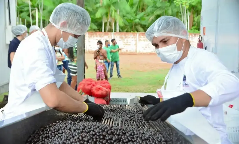 Açaí do Bailique se destaca como segunda Indicação Geográfica do Amapá