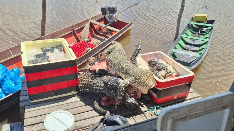 Batalhão Ambiental apreende cerca de 550 Kg de carne de jacaré abatido em Macapá