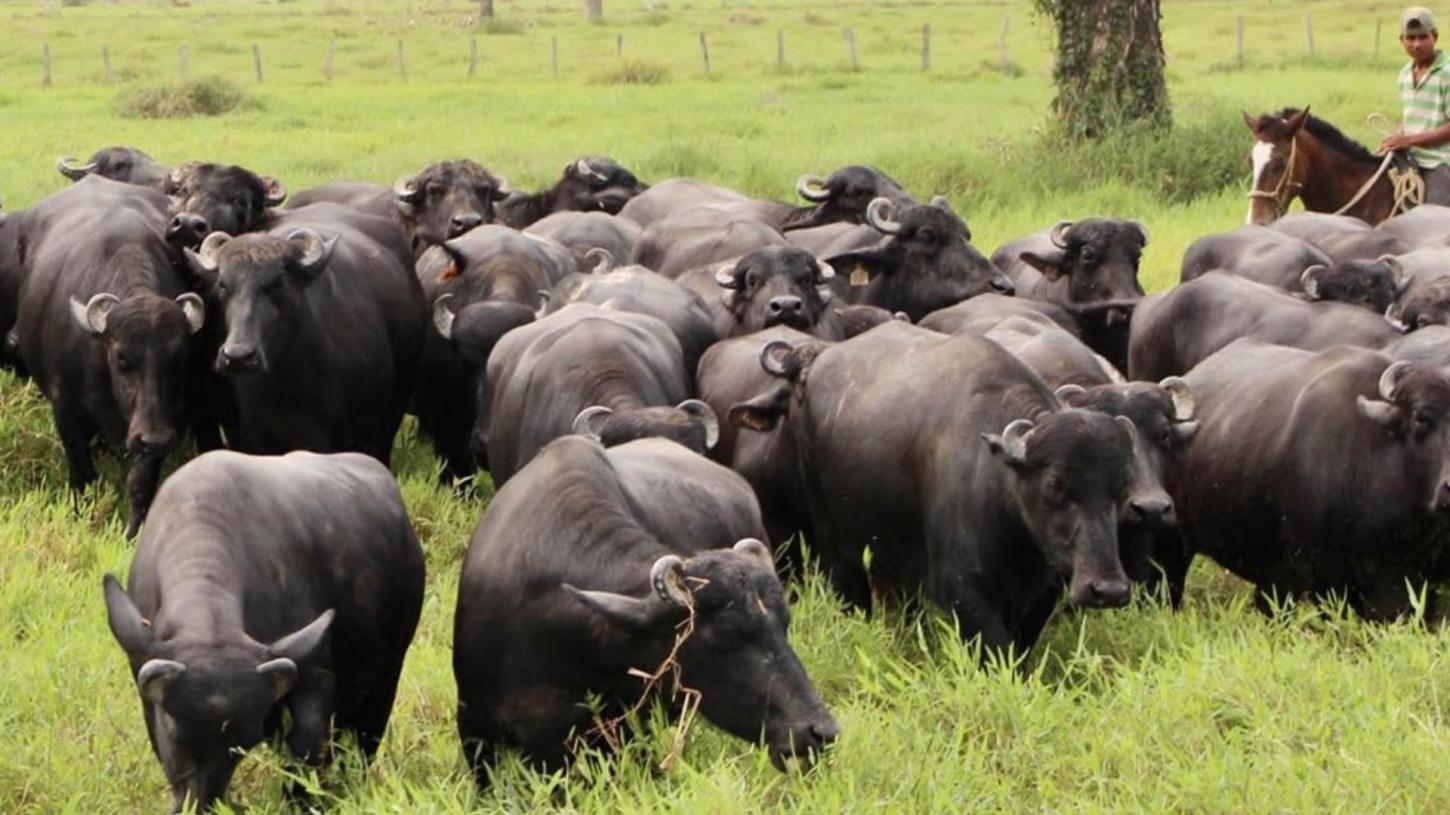 MP e MPF buscam conciliar bubalinocultura com preservação ambiental no Amapá
