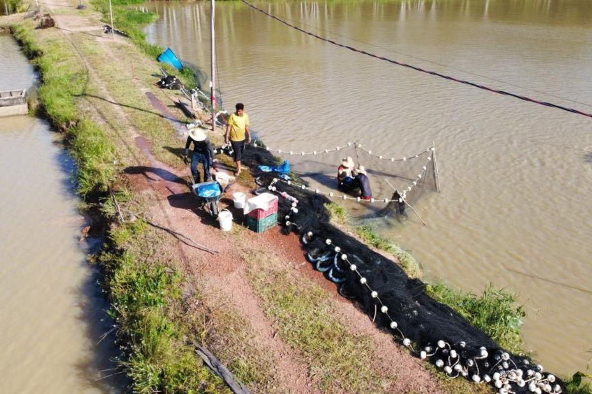 Produção e sustentabilidade: Sebrae lidera debate sobre futuro da piscicultura no Amapá