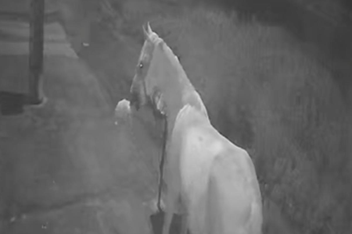 Imagem da ineficiência: cavalo revira o lixo que a gestão de Furlan deixa acumular