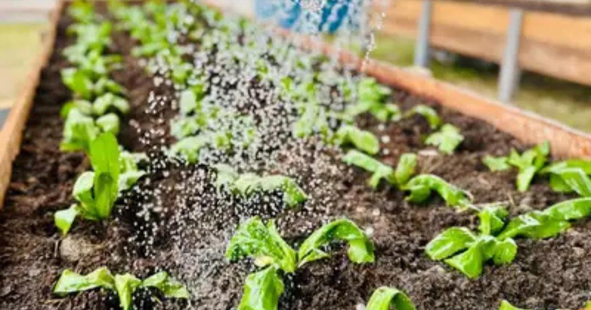 54ª Expofeira do Amapá terá vitrine de hortaliças orgânicas sustentáveis