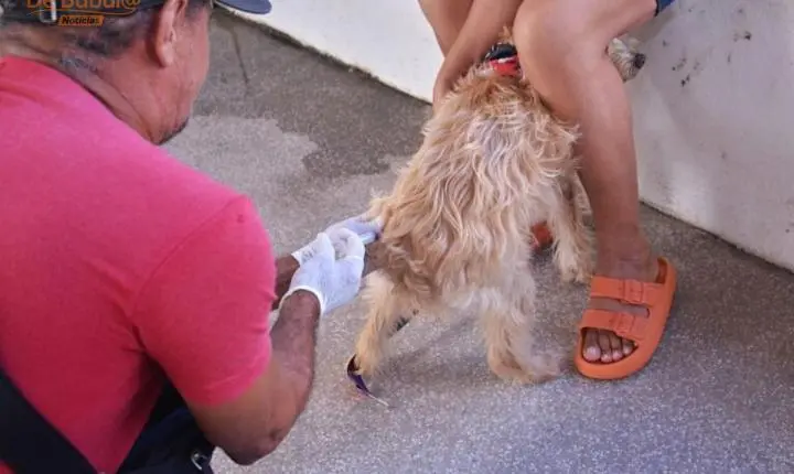 Macapá inicia imunização contra a raiva para cães e gatos a partir de 3 meses